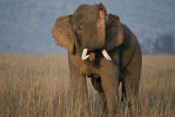Rambunctious elephant Govinde sedated in CNP